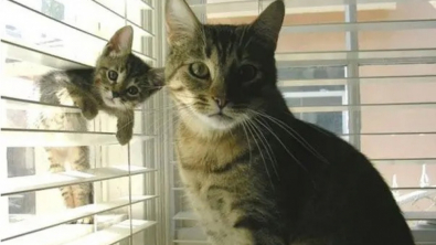 Illustration : 10 photos de chiens et de chats avec leurs adorables petits