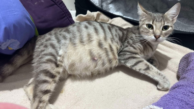 Illustration : "Une jeune chatte affamée et enceinte est sauvée in extremis et trouve enfin la sécurité"