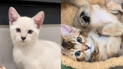 Illustration : "Ces 2 chatons sont frères et pourtant, ils n’ont rien en commun (vidéo)"