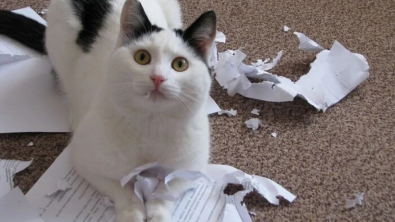 Illustration : 10 photos de chats mignons pris en flagrant délit