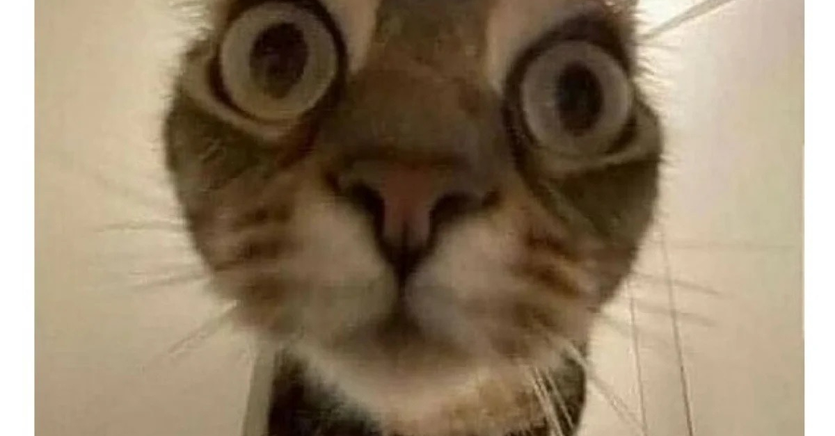 10 Photos De Chats Dr les Qui Donnent Le Sourire 10 Photos De Chats Dr les Qui Donnent Le Sourire