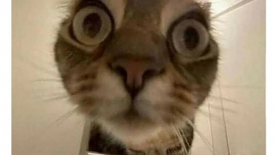 Illustration : "10 photos de chats drôles qui donnent le sourire"