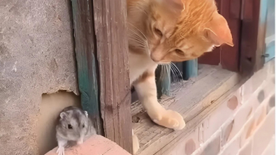 Illustration : "Un chat et une souris ont noué un lien unique et veillent l’un sur l’autre (vidéo)"