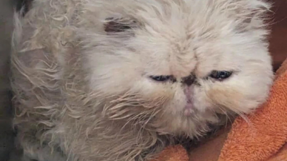 Illustration : Un chat errant gravement malade retrouve la santé après avoir été sauvé in extremis
