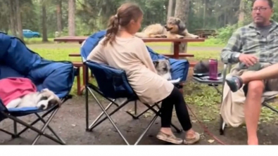 Illustration : "Une famille part camper avec son chien et revient avec 2 compagnons inattendus"