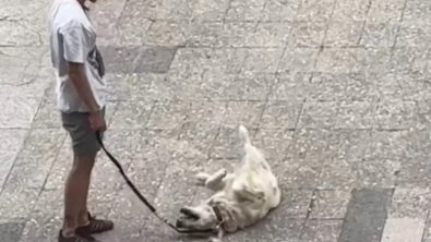 Illustration : Ce chien fait le mort pour continuer de profiter de sa promenade (vidéo)