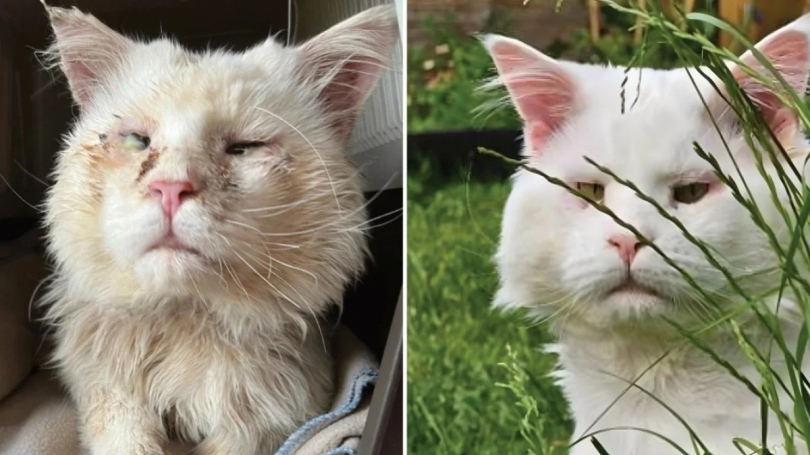 Illustration : Un chat errant risquant de perdre la vue est sauvé grâce à un élan de solidarité