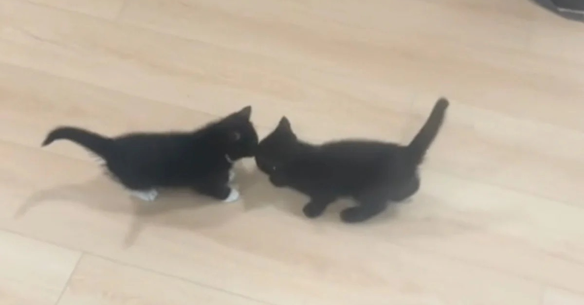 Un chaton adopté découvre que sa soeur va elle aussi vivre avec lui (vidéo)