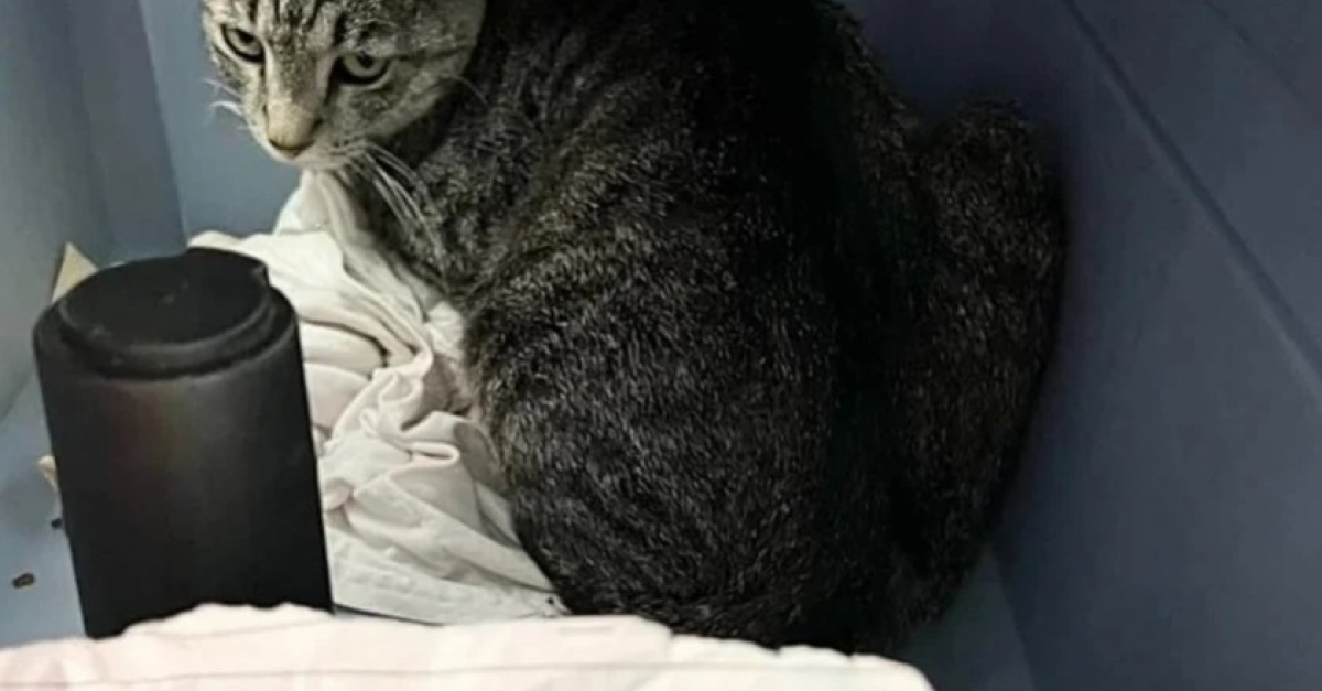 une-chatte-abandonn-e-et-enceinte-est-d-couverte-l-entr-e-d-un-refuge