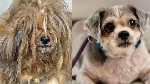 Illustration : Retrouvé dans un état déplorable, ce chien remporte un concours national grâce à ses sauveteurs