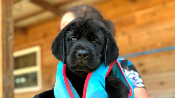 Illustration : Une adorable Labrador découvre la nage pour la première fois (vidéo)