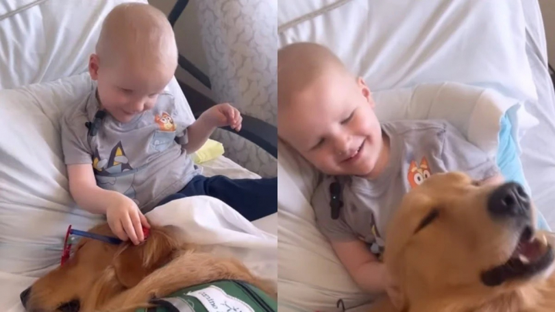 Illustration : Un chien aide un garçon de 2 ans atteint d’un cancer à retrouver le sourire (vidéo)