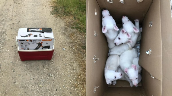 Illustration : Des bénévoles trouvent une boîte abandonnée contenant des chiots malvoyants et malentendants