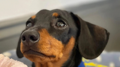 Illustration : Une chienne de thérapie participe à un café dédié aux personnes endeuillées