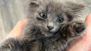 Illustration : "Secouru alors qu’il errait dans un jardin, un tout jeune chaton exprime sa reconnaissance en réclamant sans cesse des câlins"