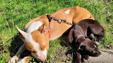 Illustration : "Une chienne et son petit sont sauvés de la rue alors qu’ils luttent contre la maladie"