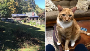 Illustration : "Dans une location de vacances, un chat s’est improvisé guide de maison et les visiteurs l’adorent"