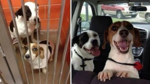 Illustration : "10 photos de chats et de chiens ravis de rejoindre leur nouveau foyer"