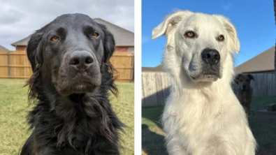 Illustration : "À cause d’une affection cutanée, le pelage de ce chien noir est devenu entièrement blanc en quelques années"