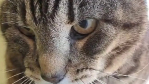 Illustration : "Recueilli par un refuge, ce chat de 17 ans est inconsolable depuis le décès de sa maîtresse (vidéo)"