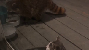 Illustration : "Adopté pour éloigner les rongeurs, ce chat devient l’ami d’un raton laveur (vidéo)"