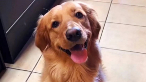 Illustration : "Un Golden Retriever a fait du chat de la maison son masseur personnel (vidéo)"