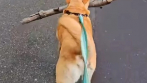Illustration : "Ce chien a trouvé le bâton idéal et récolte les compliments des passants et des internautes (vidéo)"