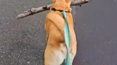 Illustration : "Ce chien a trouvé le bâton idéal et récolte les compliments des passants et des internautes (vidéo)"