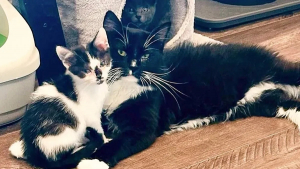 Illustration : "Un chat errant blessé devient ami avec un chaton durant sa convalescence"
