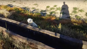 Illustration : "Un chiot égaré dans les broussailles suit un joggeur et trouve son chemin vers une nouvelle vie (vidéo)"