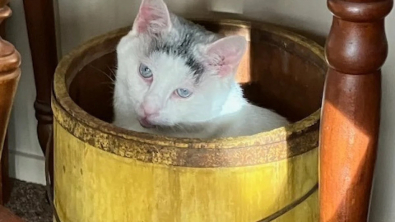 Illustration : Une chatte grincheuse devient câline après avoir trouvé la famille parfaite