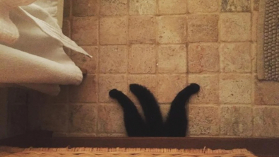 Illustration : 10 photos de chats qui savent épater leurs propriétaires