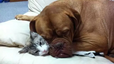 Illustration : 10 photos de chiens qui adorent leur ami chat