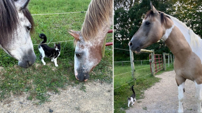 Illustration : Des chevaux trouvent un chaton perdu et décident de veiller sur lui