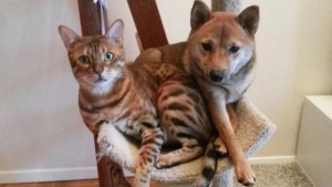 Illustration : "10 photos de chiens qui se prennent pour des chats"