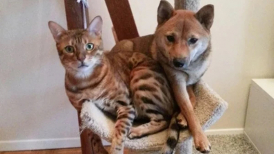 Illustration : 10 photos de chiens qui se prennent pour des chats