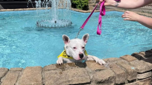 Illustration : "Une chienne de refuge sourde se fait remarquer en plongeant dans une fontaine lors d’un événement d’adoption"