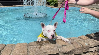 Illustration : "Une chienne de refuge sourde se fait remarquer en plongeant dans une fontaine lors d’un événement d’adoption"