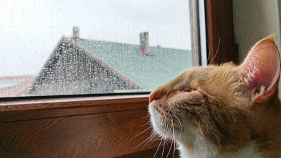 Illustration : "Ce chat aveugle surprend sa famille en étant bien plus courageux que ses amis félins"