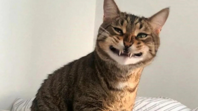 Illustration : "10 photos de chats et de chiens spécialistes de la grimace"