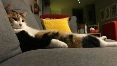 Illustration : "18 photos qui prouvent bien que les chats n’en font qu’à leur tête, quoi qu’en disent leurs maîtres"