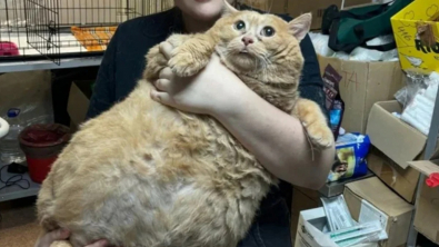Illustration : "Un chat de 17 kilogrammes, peinant à marcher, est retrouvé dans le sous-sol d’un hôpital"