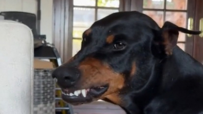 Illustration : "Accueillie par une jeune femme au grand cœur, cette femelle Dobermann malheureuse en refuge retrouve le sourire (vidéo)"