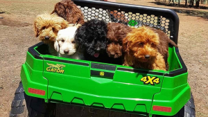 Illustration : "Plus de 250 Labradoodles maltraités sauvés d’une ferme à chiots"