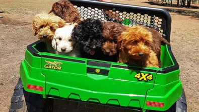 Illustration : "Plus de 250 Labradoodles maltraités sauvés d’une ferme à chiots"