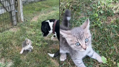 Illustration : "Perdu, mais brave, ce chaton rencontre 2 énormes chiens et trouve sa famille pour la vie"