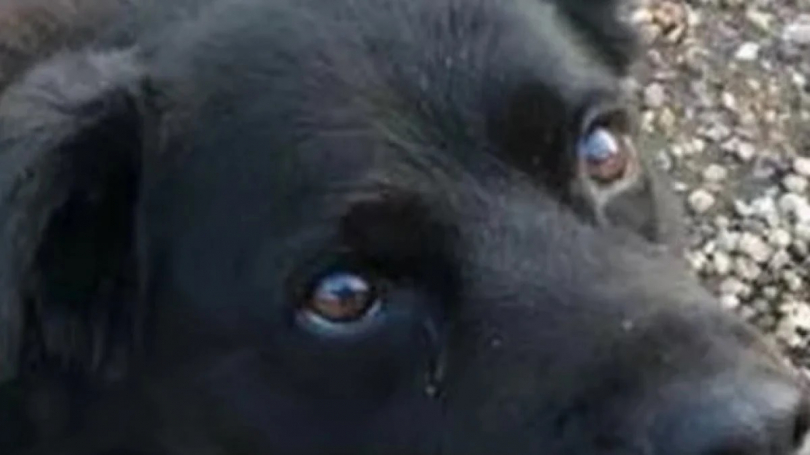 Illustration : Grâce à son flair, une chienne sauve son maître d’un cancer non diagnostiqué