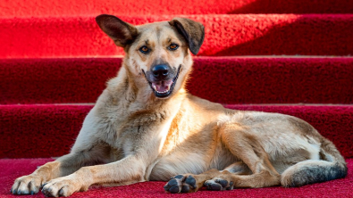 Illustration : "Quel chien acteur obtiendra le prix de la meilleure performance à la Palm Dog 2025 et succédera à Kodi ?"