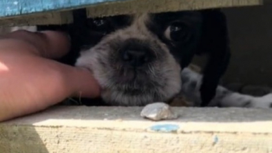 Illustration : "Cette petite chienne creuse un trou dans le jardin pour aller vivre chez ses voisins (vidéo)"