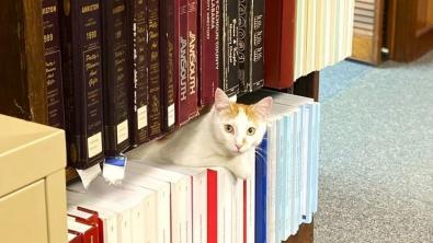 Illustration : "Sauvé alors qu’il était malade, ce chat errant devient la mascotte d’une bibliothèque"